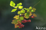 Gelderse roos (Viburnum opulus)