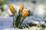 Yellow Crocus (Crocus ancyrensis)