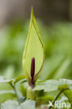 Gevlekte aronskelk (Arum maculatum)