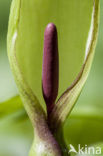 Lords-and-Ladies (Arum maculatum)