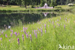 Spotted orchid (Dactylorhiza maculata)