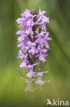 Gevlekte orchis (Dactylorhiza maculata) 