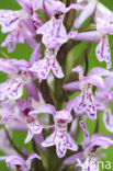 Gevlekte orchis (Dactylorhiza maculata) 