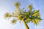 Hogweed (Heracleum sphondylium)