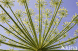 Hogweed (Heracleum sphondylium)