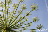 Hogweed (Heracleum sphondylium)