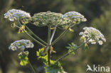 Hogweed (Heracleum sphondylium)