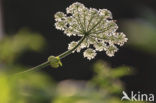 Hogweed (Heracleum sphondylium)