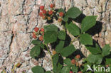 Gewone braam (Rubus fruticosus)