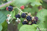 Gewone braam (Rubus fruticosus)