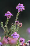 Cross-leaved Heather (Erica tetralix)