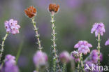 Cross-leaved Heather (Erica tetralix)