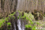 Ash (Fraxinus excelsior)
