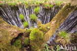Ash (Fraxinus excelsior)