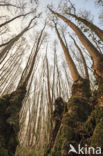 Ash (Fraxinus excelsior)
