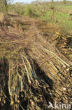 Ash (Fraxinus excelsior)