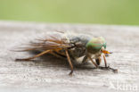 Gewone Goudoogdaas (Chrysops relictus)