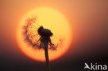 Gewone paardenbloem (Taraxacum officinale)