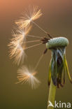 Gewone paardenbloem (Taraxacum officinale)