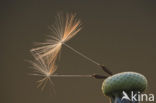 Gewone paardenbloem (Taraxacum officinale)