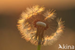 Common Dandelion (Taraxacum officinale)