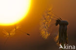 Gewone paardenbloem (Taraxacum officinale)