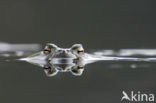 Common Toad (Bufo bufo)