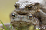 Gewone pad (Bufo bufo)