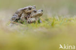 Gewone pad (Bufo bufo)