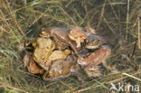 Gewone pad (Bufo bufo)