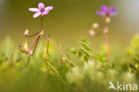 Gewone reigersbek (Erodium cicutarium)