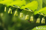 Gewone salomonszegel (Polygonatum multiflorum)