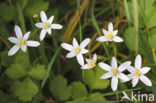 Gewone vogelmelk (Ornithogalum umbellatum)