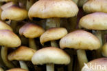 Sulphur tuft (Hypholoma fasciculare)