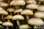 Sulphur tuft (Hypholoma fasciculare)