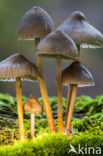 Sulphur tuft (Hypholoma fasciculare)