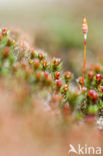 haircap moss (Polytrichum commune)