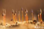 haircap moss (Polytrichum commune)
