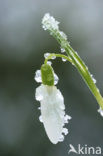 Gewoon sneeuwklokje (Galanthus nivalis)