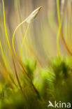 Swan’s-neck Thyme-moss (Mnium hornum)