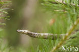 Smooth Snake (Coronella austriaca)