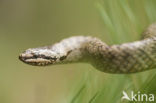 Gladde slang (Coronella austriaca) 