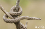 Gladde slang (Coronella austriaca) 