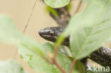 Smooth Snake (Coronella austriaca)