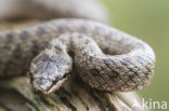 Smooth Snake (Coronella austriaca)