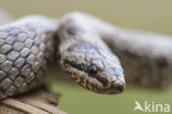 Smooth Snake (Coronella austriaca)