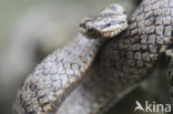 Smooth Snake (Coronella austriaca)