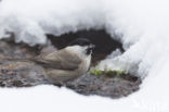 Marsh Tit (Parus palustris)