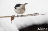 Marsh Tit (Parus palustris)