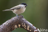 Glanskop (Parus palustris)